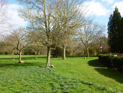 Parkland area containing many mature specimens of unusual trees