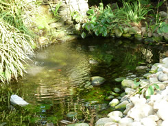 Pond inside the Temperate House, Jephson Gardens, Leamington Spa